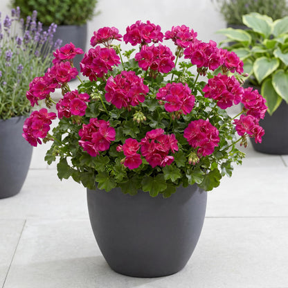 Blue Great Balls of Fire Ivy Geranium