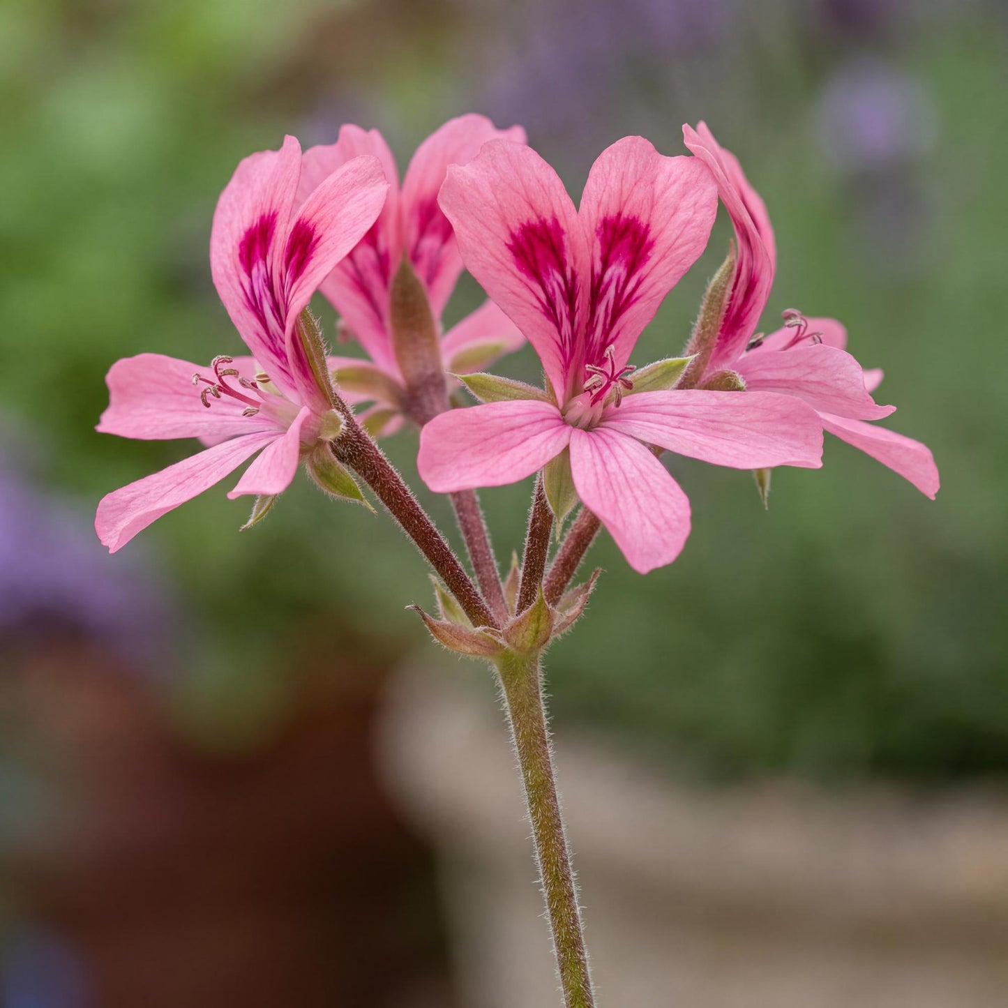 Bunny Brunch Scented Geranium