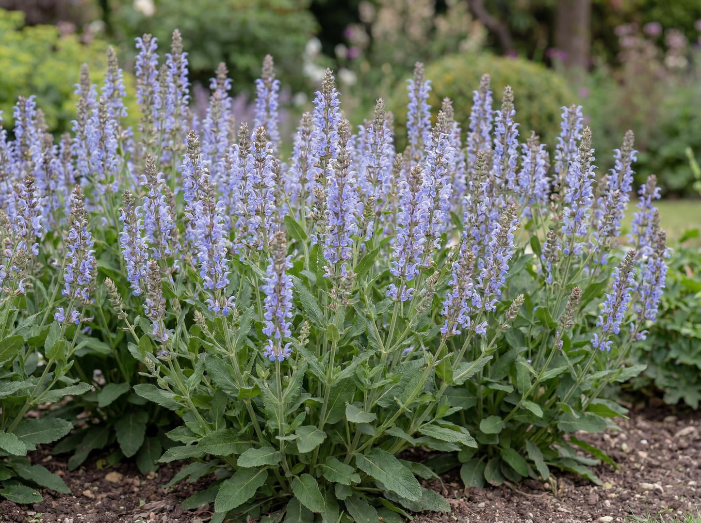 Bumblesky Salvia