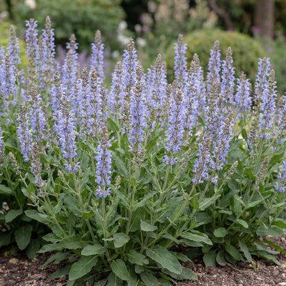 Bumblesky Salvia