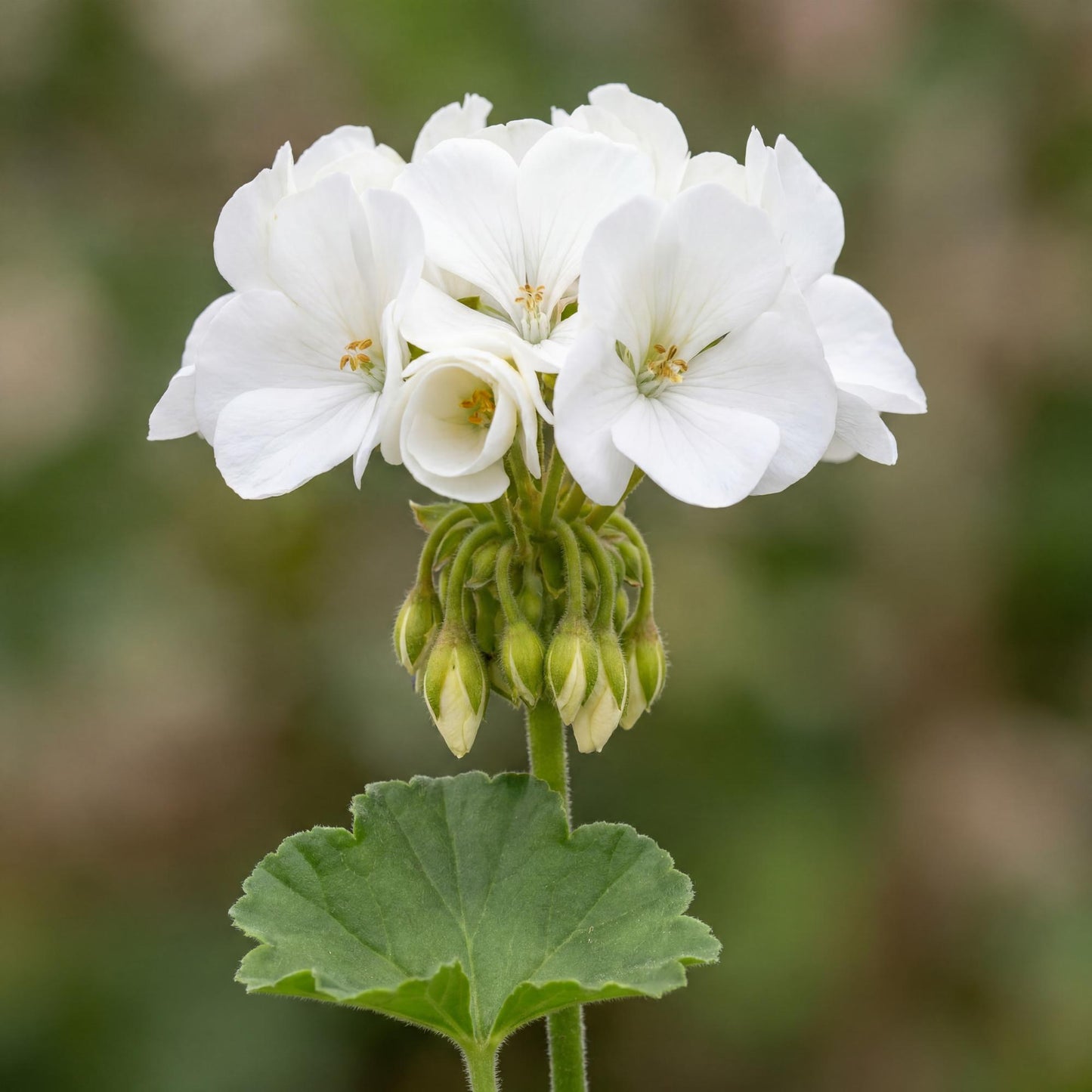 Calliope Large White Geranium