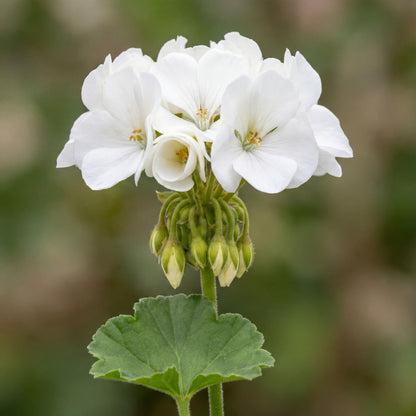 Calliope Large White Geranium