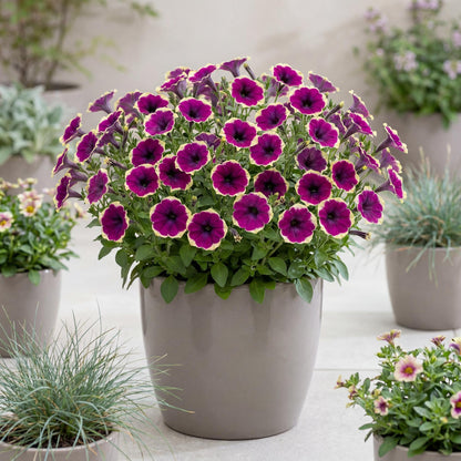 French Kiss Petunia
