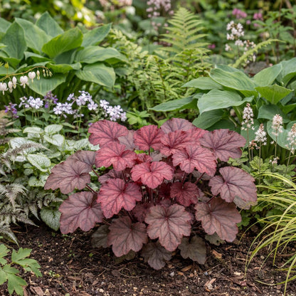 Chateau Rouge Heuchera