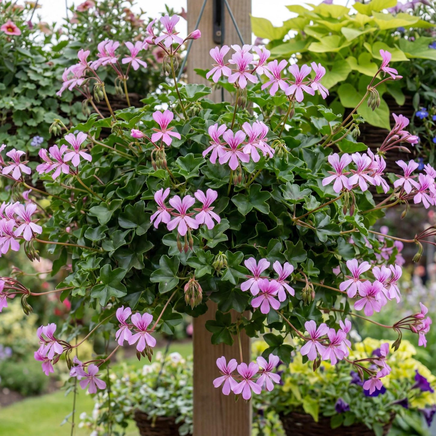 Cascade Ville de Paris Lilac Geranium