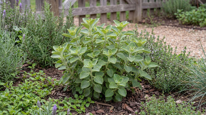 Cuban Oregano