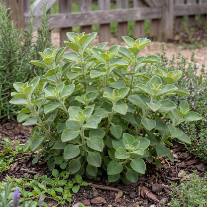 Cuban Oregano