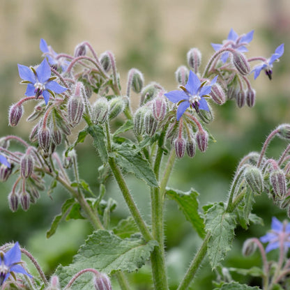 Borage 4"