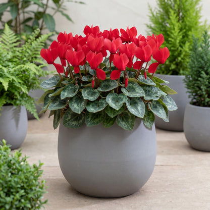 Scarlet Winfall Cyclamen