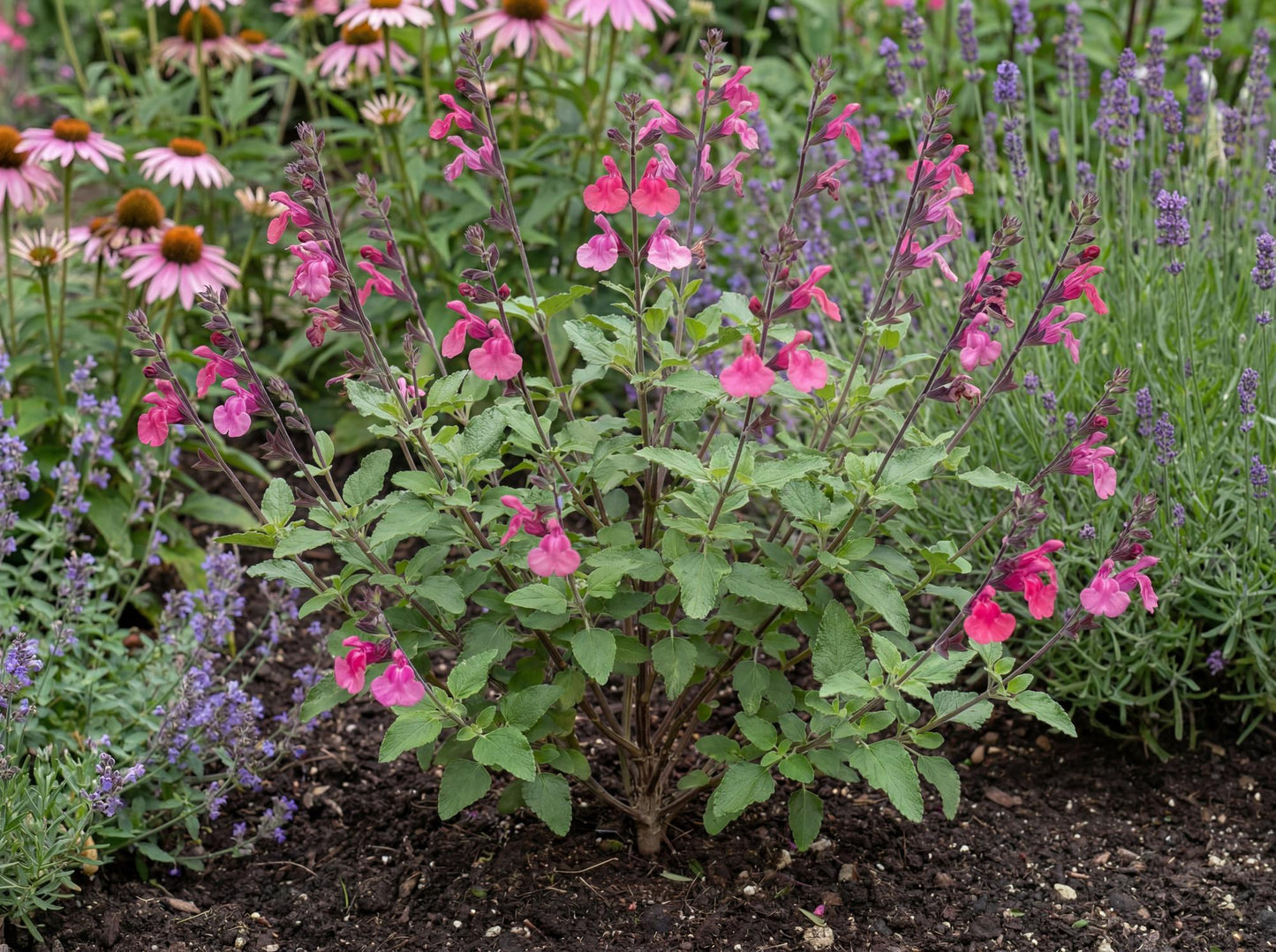 Pink Pong Salvia