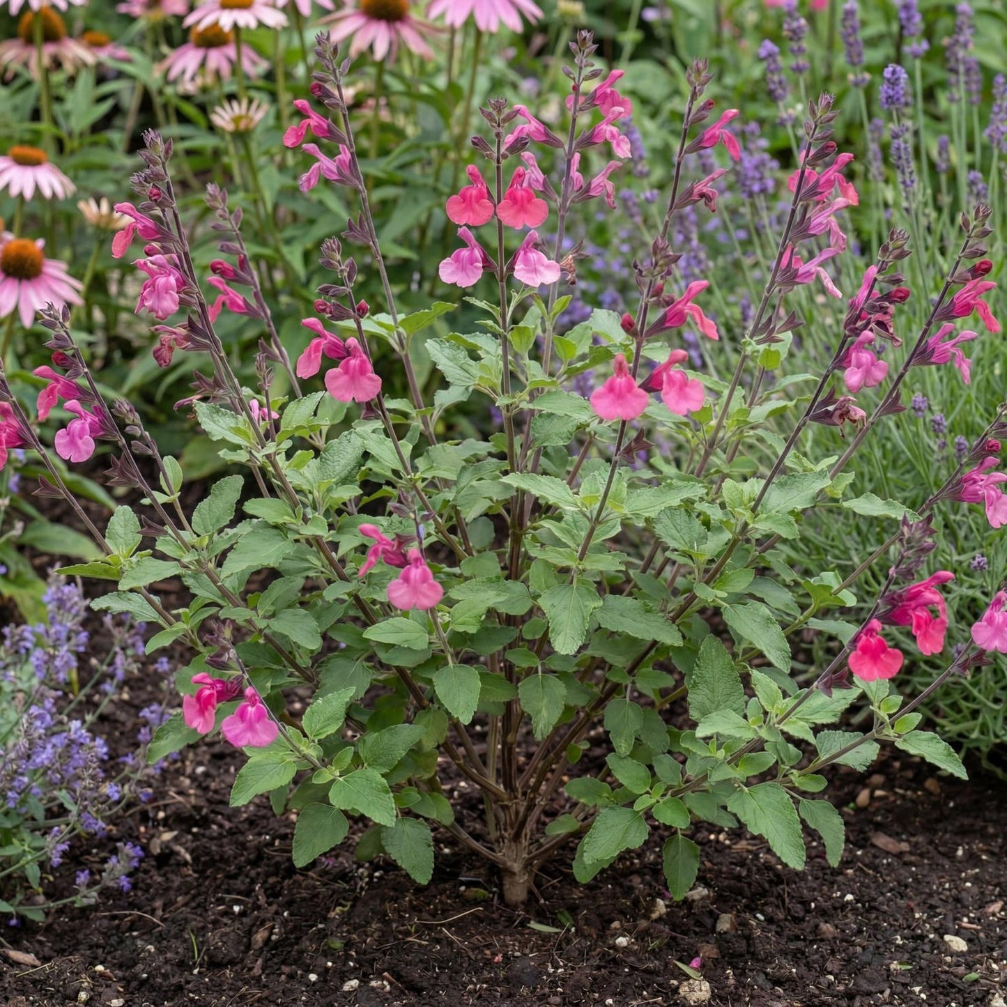 Pink Pong Salvia