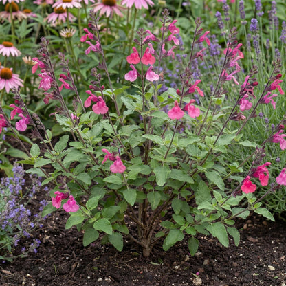 Pink Pong Salvia