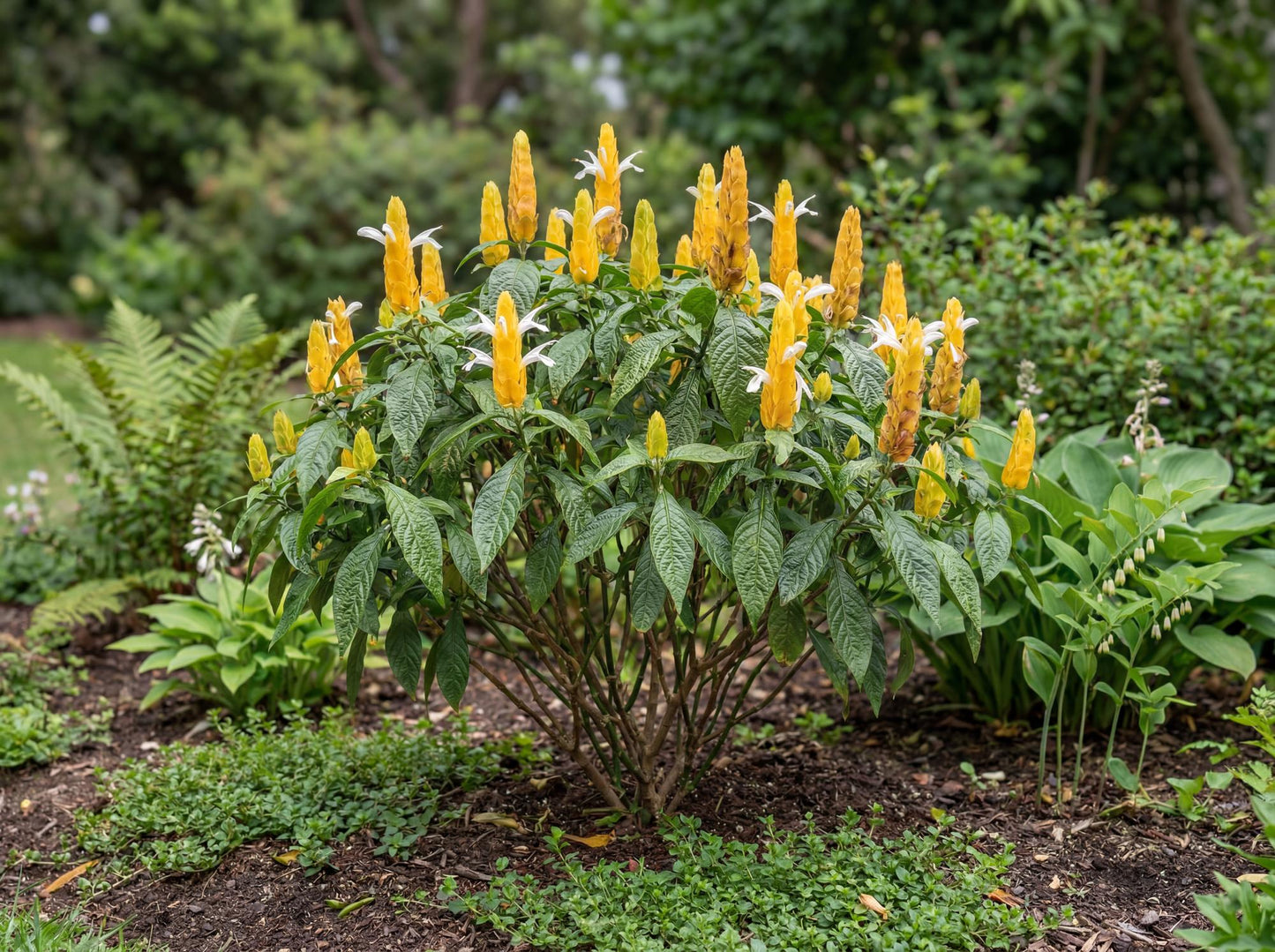 Yellow Shrimp Plant