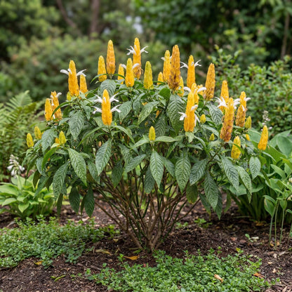 Yellow Shrimp Plant in a 4-inch pot, with golden overlapping bracts and small white tubular flowers.