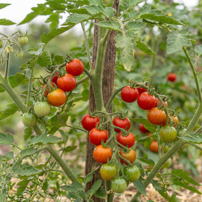Kellogs Breakfast Tomato