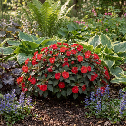 Sol Luna Red New Guinea Impatiens