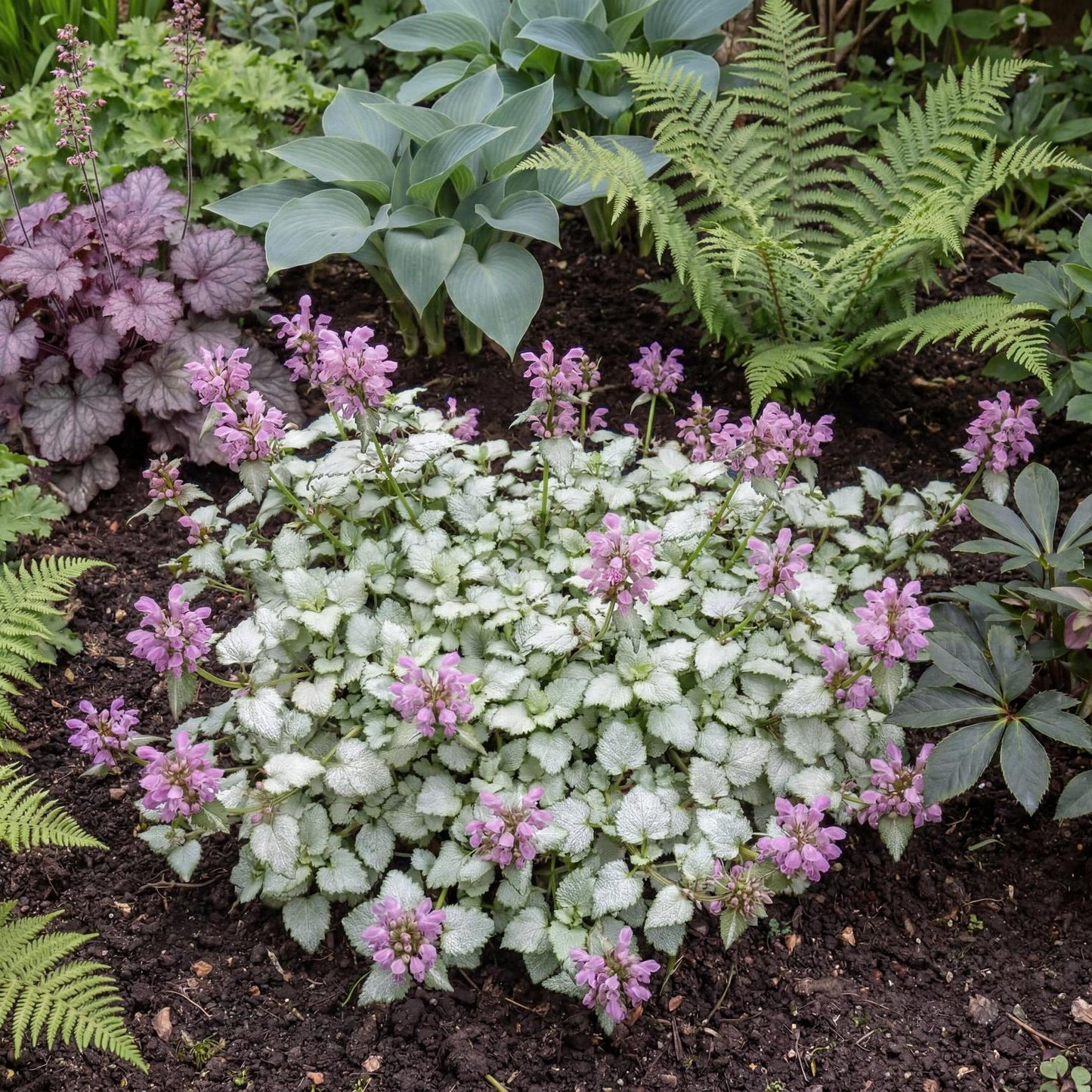 Orchid Frost Gold Lamium