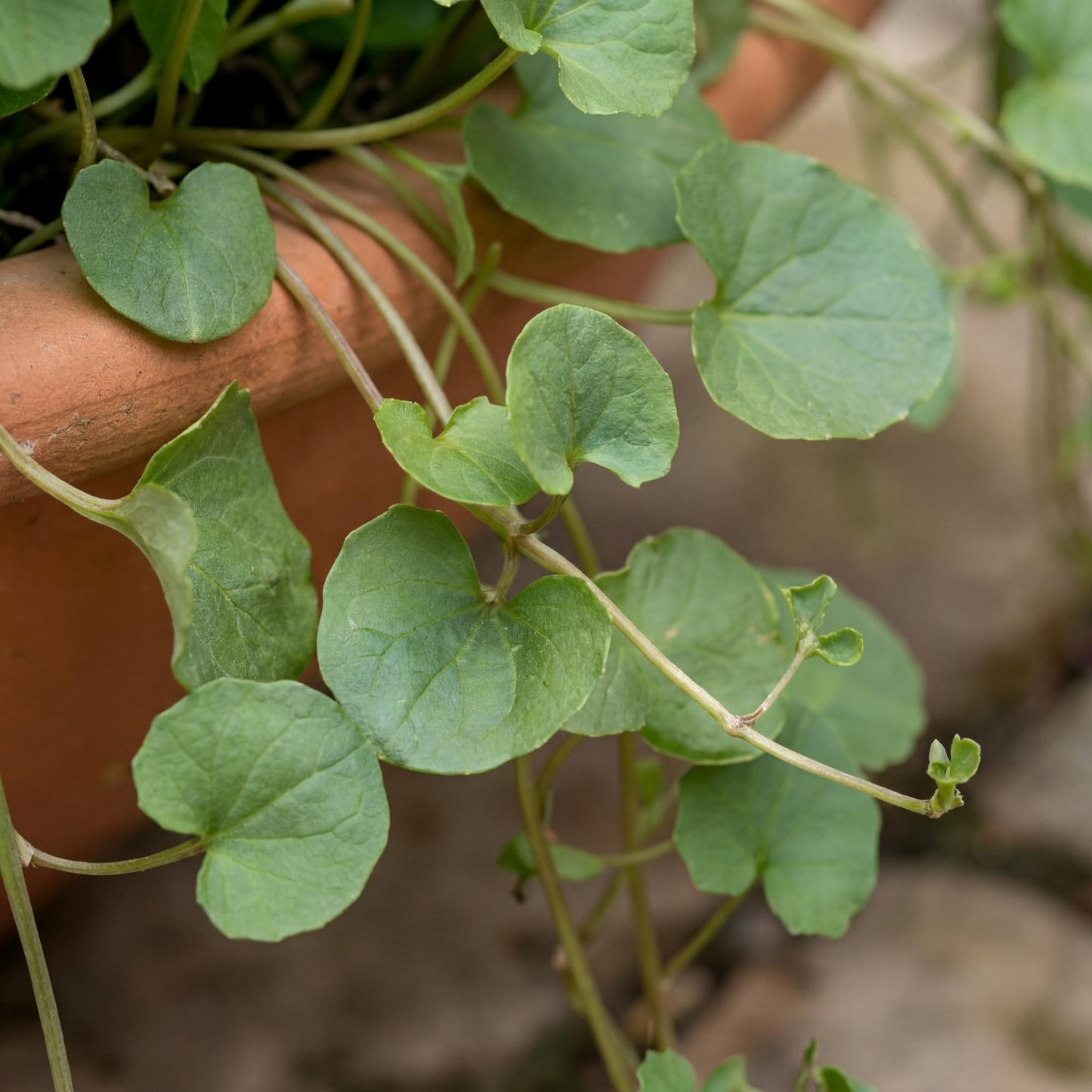 California Ponysfoot Dichondra