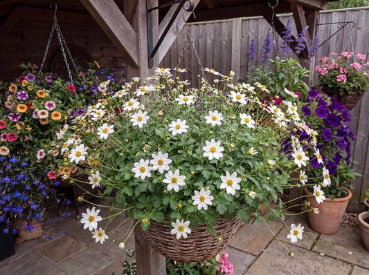 Bee White Bidens