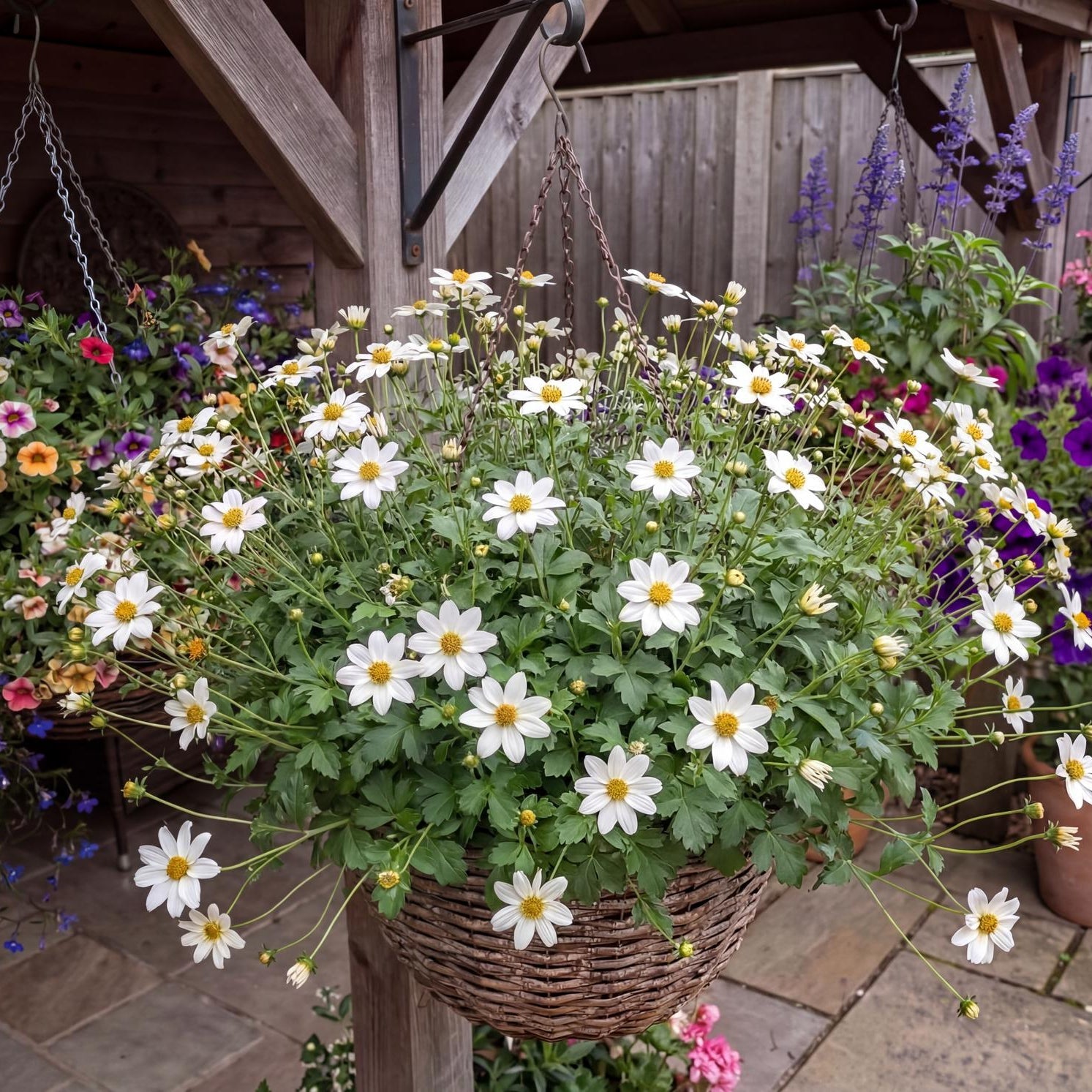 Bee White Bidens in a 4-inch pot, crisp white daisies with golden yellow centers on compact trailing growth