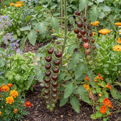 Black Cherry Tomato