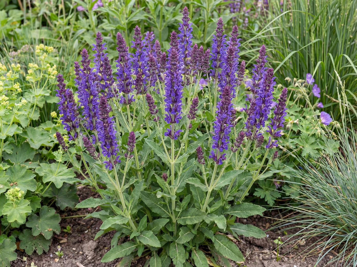 May Night Meadow Sage