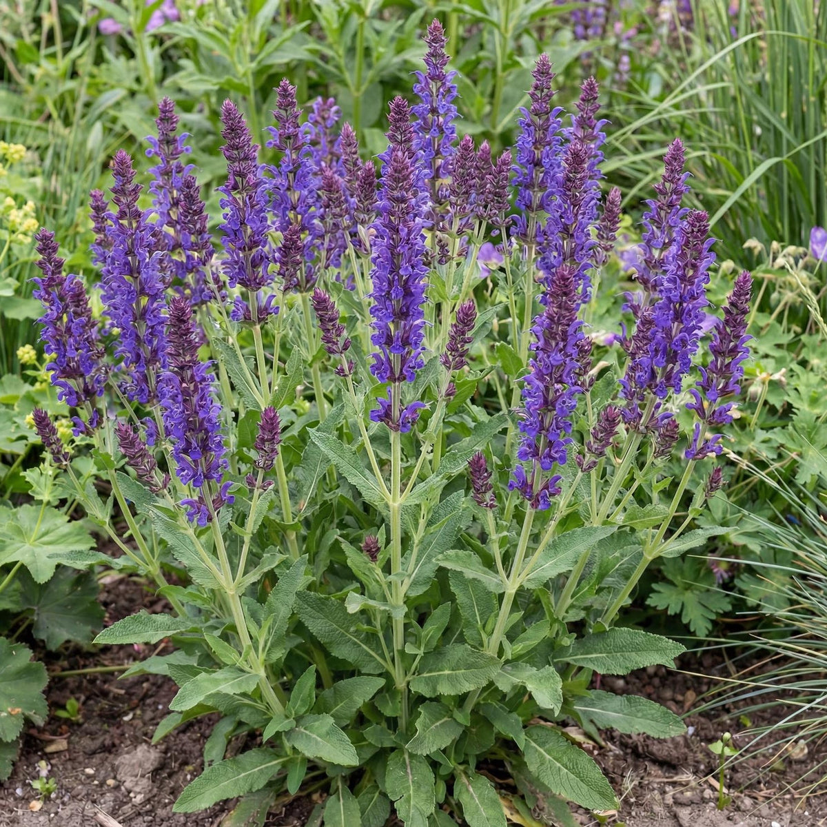 May Night Meadow Sage
