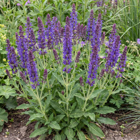 May Night Meadow Sage
