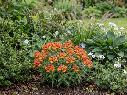 Orange Nessie Plus Nemesia