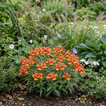 Orange Nessie Plus Nemesia