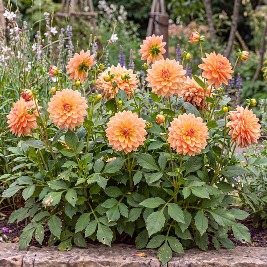Radiant Peach Darlin' Dahlia