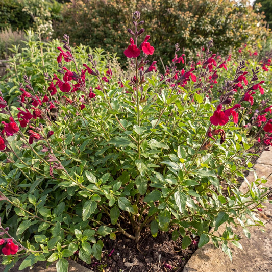 Vibe Ignition Cranberry Salvia