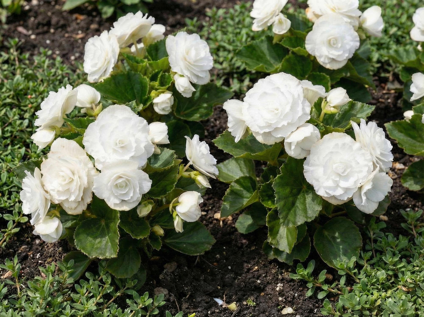 Doublet White Wax Begonia