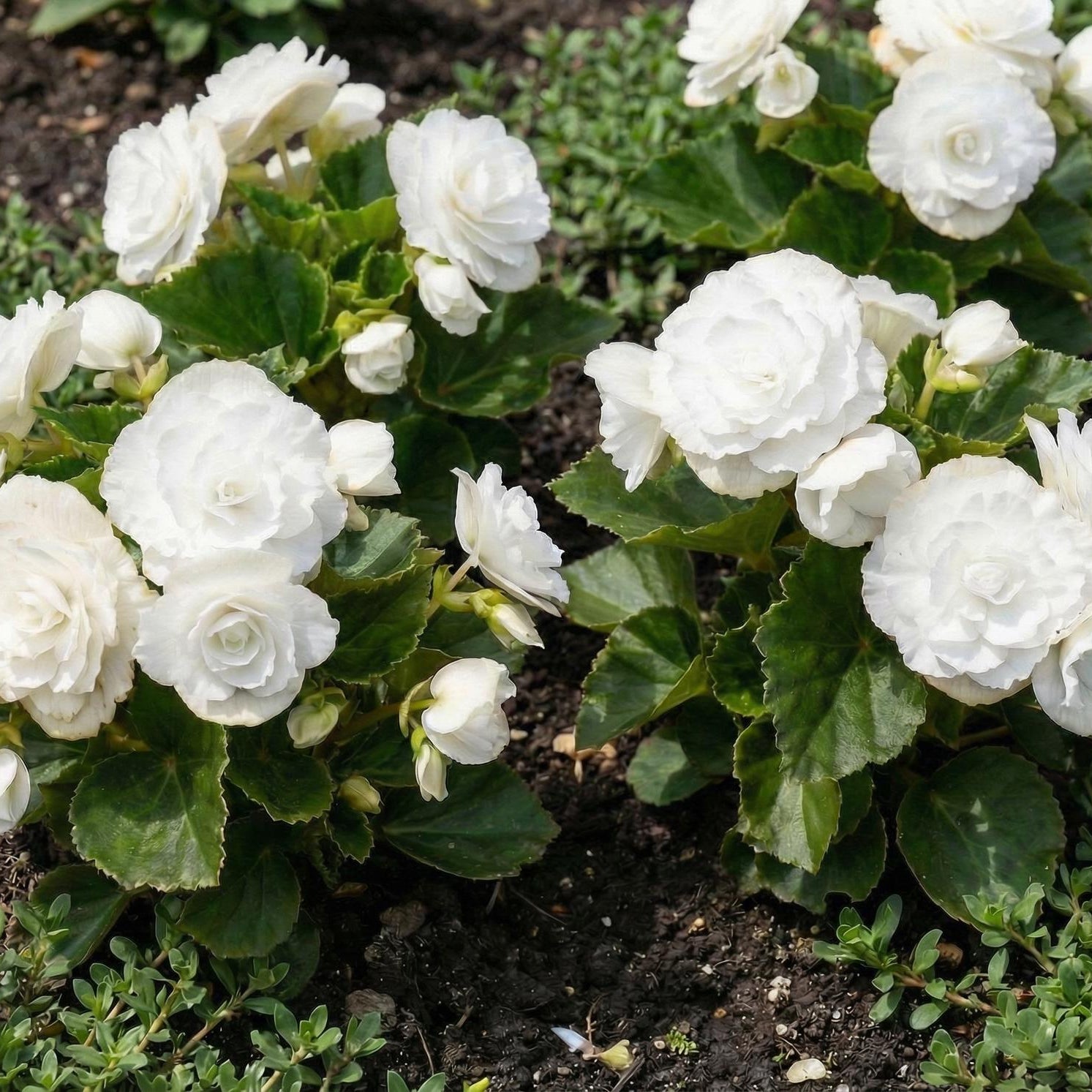Doublet White Wax Begonia in a 4-inch pot, large double white flowers with ruffled petals over glossy green leaves