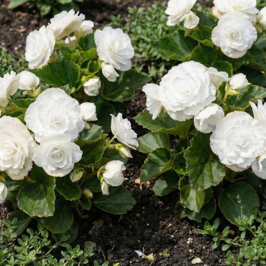 Doublet White Wax Begonia in a 4-inch pot, large double white flowers with ruffled petals over glossy green leaves