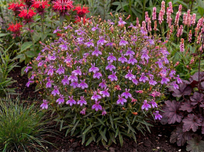 Firefly Pink Lobelia