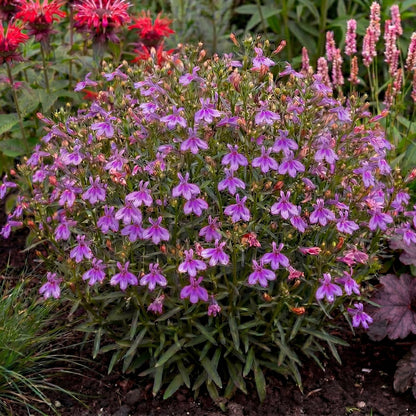 Firefly Pink Lobelia