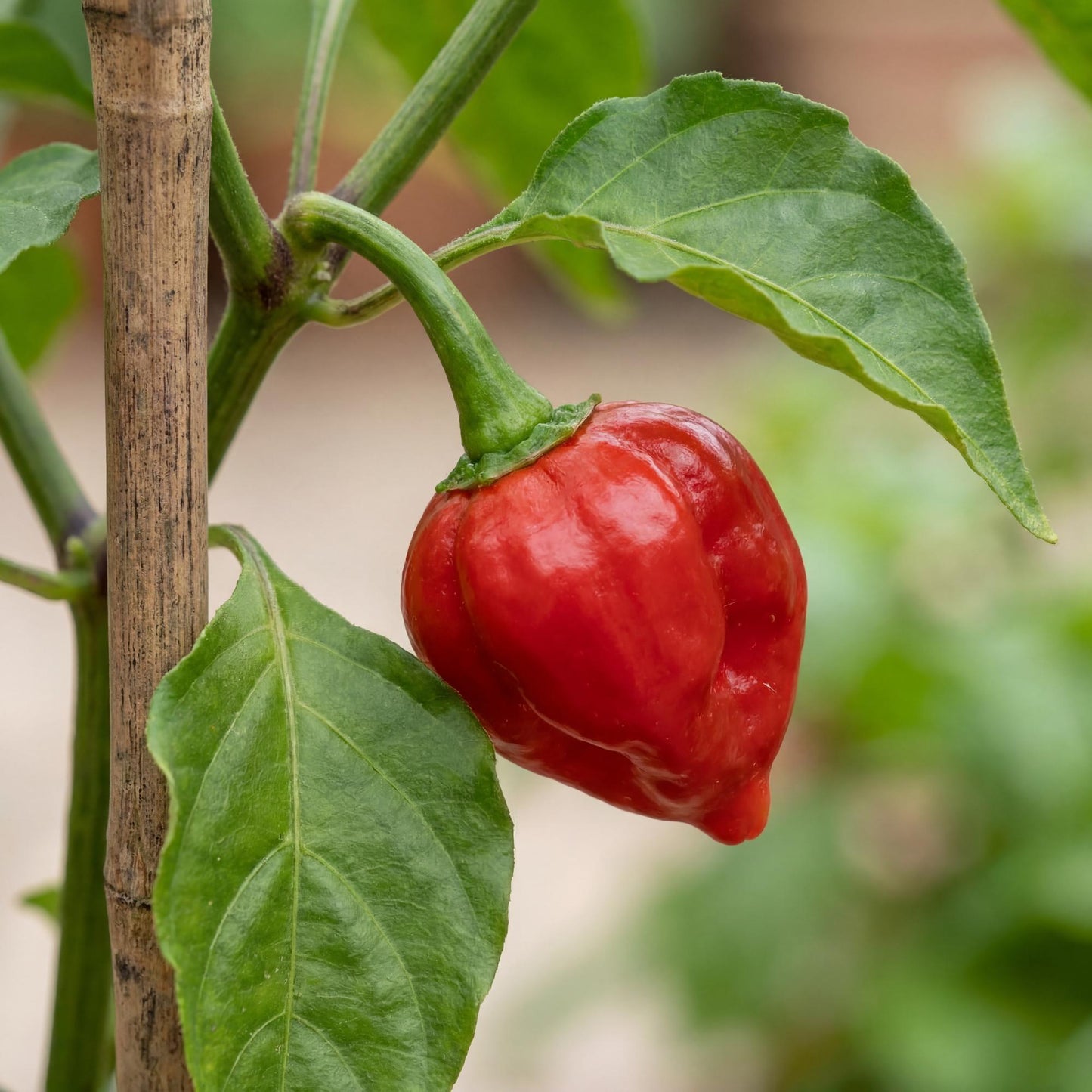 Biquihno Red Pepper