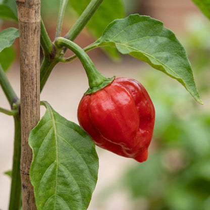 Biquihno Red Pepper