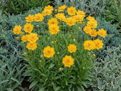 Early Sunrise Lanceleaf Coreopsis