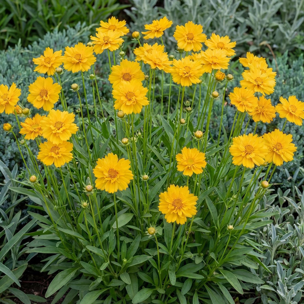Early Sunrise Lanceleaf Coreopsis