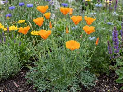 Orange King California Poppy