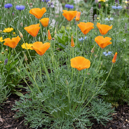 Orange King California Poppy