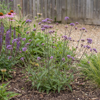 Cloud Verbena