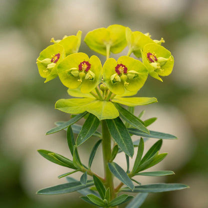 Martin's Spurge Euphorbia Martinii