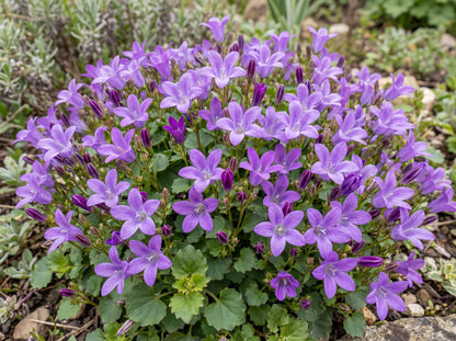 Dalmatian Bellflower