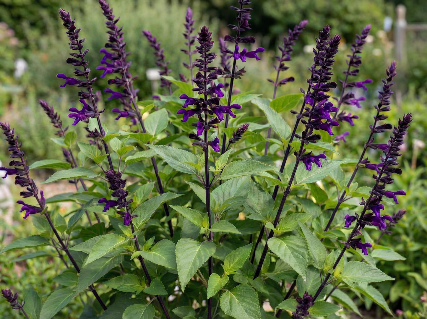 Amistad Salvia