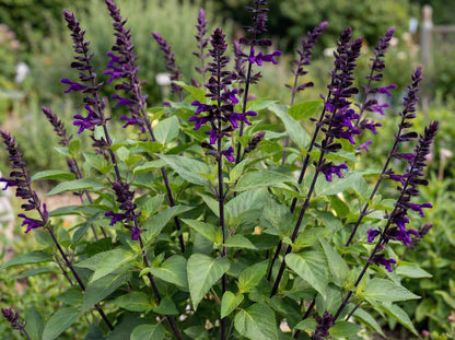 Amistad Salvia