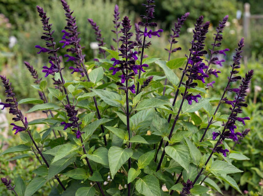 Amistad Salvia