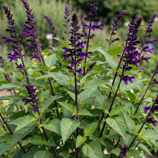Amistad Salvia